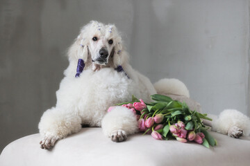 Large white poodle with a bouquet of tulips