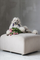 Large white poodle with a bouquet of tulips