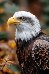 Majestic Bald Eagle in Autumn Foliage - American Eagle Day