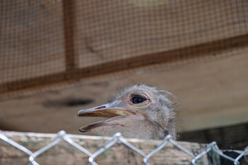 Close-up view of Rhea at the zoo.