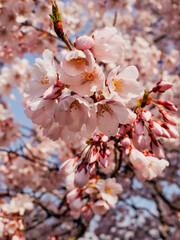 Close-Up of Cherry Blossoms in Full Bloom During Spring in Japan