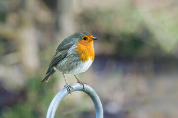 European Robin Red Breast Wild Bird Perched on Iron Railing Fence Fence With Blurry Background