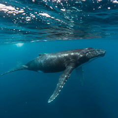 Obraz premium Majestic Humpback Whale Underwater