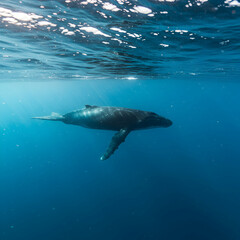 Fototapeta premium Majestic Humpback Whale Underwater in the Ocean