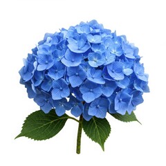 Obraz premium Isolated close up of a vibrant blue hydrangea flower with green leaves on a white background studio shot