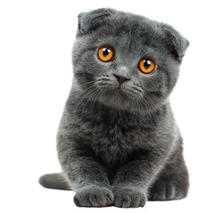 Cute gray scottish fold kitten is sitting and looking forward on a transparent background, perfect for easy integration into any design project