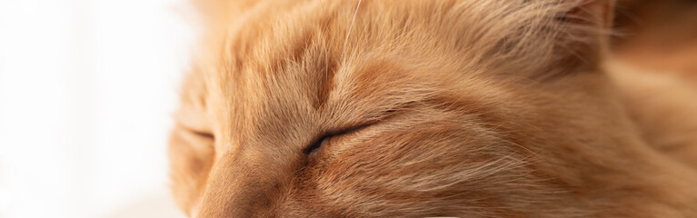 眠る可愛い猫の寝顔　茶トラ猫