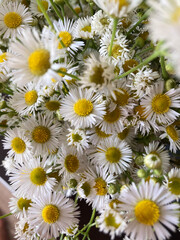 Fototapeta premium daisies in the garden 