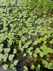 water lilies in the pond