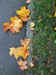 autumn leaves on the ground
