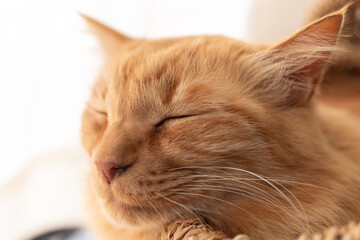 眠る可愛い猫の寝顔　茶トラ猫