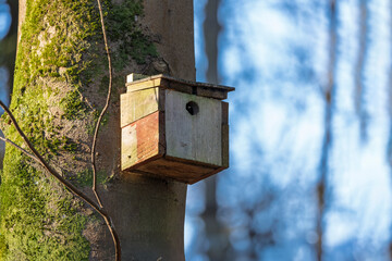 Rustic Homemade Natural Wood Birdhouse Nesting Box on Tree on Tree Trunk in Woodland Forest