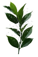 Naklejka premium Fresh Leaves, Water Drops, Nature