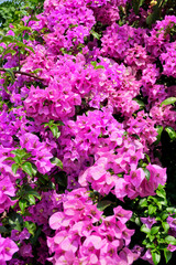 Bougainvillea flower blossom on tree, Floral background