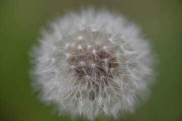 Fototapeta premium 美しいタンポポの綿毛