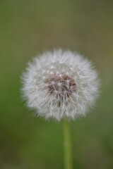 美しいタンポポの綿毛