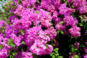 Bougainvillea flower blossom on tree, Floral background