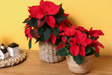 Christmas plant poinsettia on shelf near yellow wall, closeup
