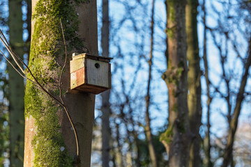 Rustic Homemade Natural Wood Birdhouse Nesting Box on Tree on Tree Trunk in Woodland Forest