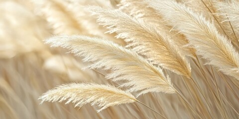 A close-up of soft beige pampas grass, swaying gently in the sunlight with a neutral background