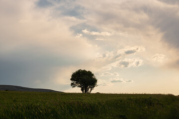 A lonely tree in the middle of the field or farm at sunset