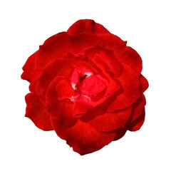 Red Rose