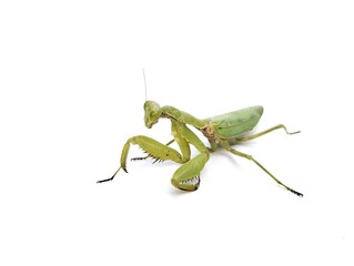 Praying mantis (Mantodea) isolated on white background 