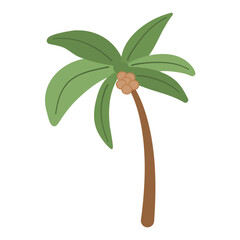 coconut tree palm trees