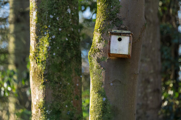 Rustic Homemade Natural Wood Birdhouse Nesting Box on Tree on Tree Trunk in Woodland Forest