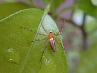 Oxyopes salticus is a species of spider belonging to the Oxyopidae family