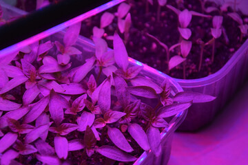 Plants seedlings flourish under the glow of LED grow lights.