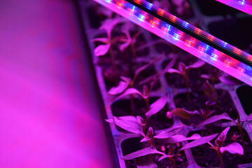 Plants seedlings flourish under the glow of LED grow lights.