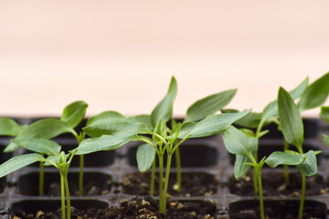 Plant seedlings bloom under natural light on a light background.