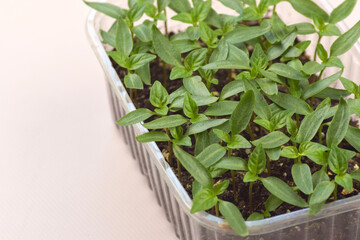 Plant seedlings bloom under natural light on a light background.
