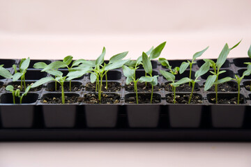 Plant seedlings bloom under natural light on a light background.