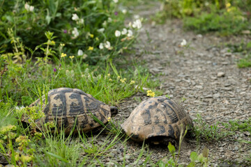 Couple of turtles in the meadow, exotic animals in the wild
