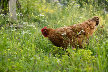 Free brown hen graze on the meadow, livestock, farm-agriculture concept
