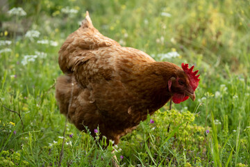 Free brown hen graze on the meadow, livestock, farm-agriculture concept
