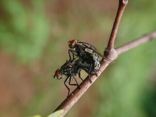 two flies are mating on a twig