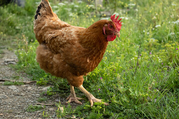 Free brown hen graze on the meadow, livestock, farm-agriculture concept
