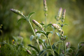 Close up view of blossom sage in the field
