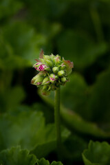 Close-up of geranium bud against background of dark green foliage
