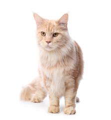 Fototapeta premium Cute Maine Coon cat sitting on white background