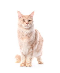 Obraz premium Cute Maine Coon cat on white background