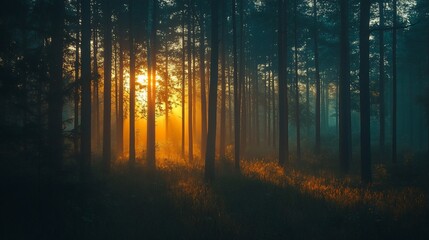 Fototapeta premium Sun bursts through misty forest trees in an ethereal display of golden light