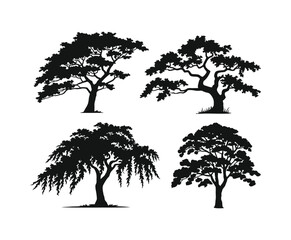 Fototapeta premium Cherry Blossom Tree Silhouette Collection on White Background