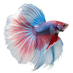 Fototapeta premium Vibrant red Betta fish, a tropical aquarium pet, isolated as a colorful vector illustration