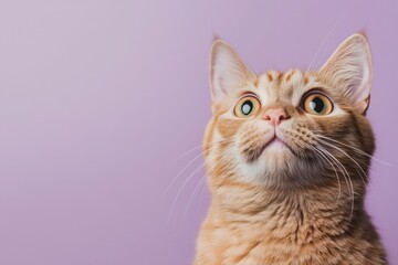 Obraz premium Curious Gaze of a Ginger Cat: The portrait of a captivating ginger cat with wide, curious eyes against a soft violet background.