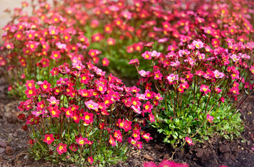 Obraz premium Red saxifraga arendsii flower in the spring garden