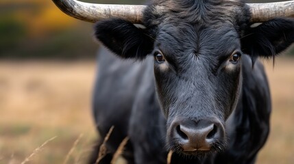 Close-up of a black cow in autumn field